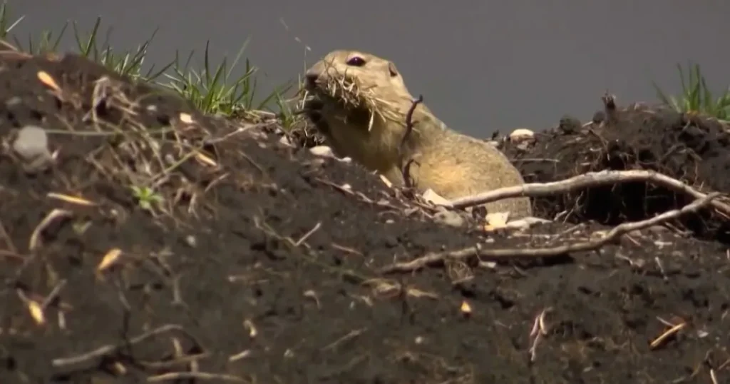 Federal Authorities Rejects Prairie Provinces’ Strychnine Request for Gopher Management