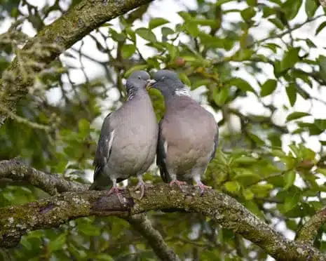 Wooden Pigeons Show Bridgerton-Like Courtship Rituals on Farm Wooden Pigeons Show Bridgerton-Like Courtship Rituals on Farm