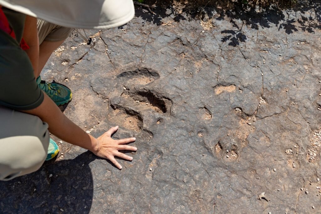Youngest Dinosaur Tracks Found Alongside South African Coast Youngest Dinosaur Tracks Found Alongside South African Coast