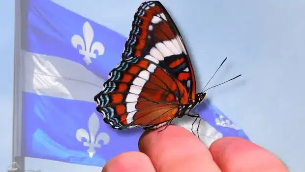 Quebec Edges Nearer to Naming White Admiral Its First Insect Image Quebec Edges Nearer to Naming White Admiral Its First Insect Image