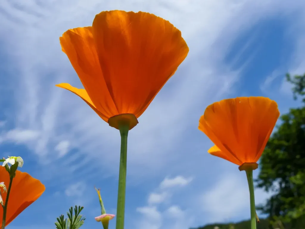 California Poppy Alkaloids Evolve By way of Gene Duplications