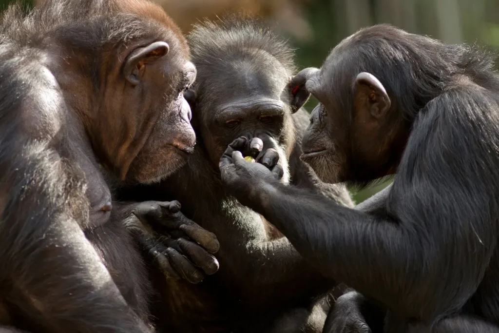 Evolution’s Mysteries: Human Chin and Testicle Measurement Origins Evolution’s Mysteries: Human Chin and Testicle Measurement Origins