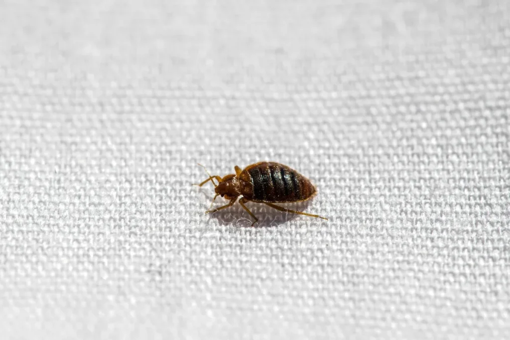 Lab Accident Reveals Bedbugs Concern Water and Moisture