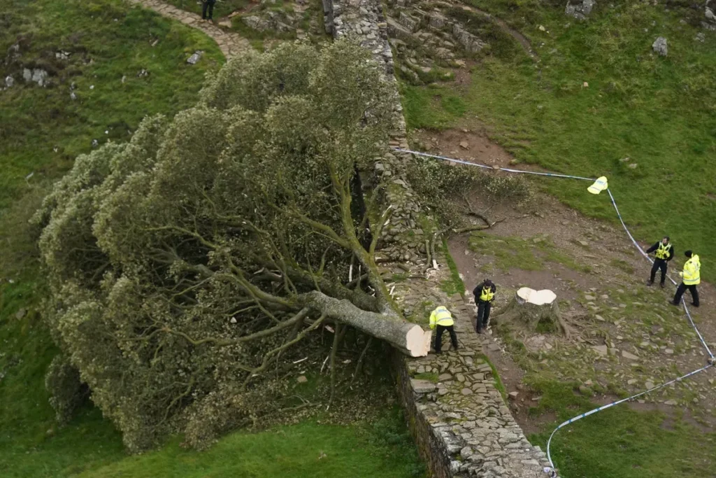Sycamore Hole Sapling Stolen from Wray Fort, Image of Hope Vanishes