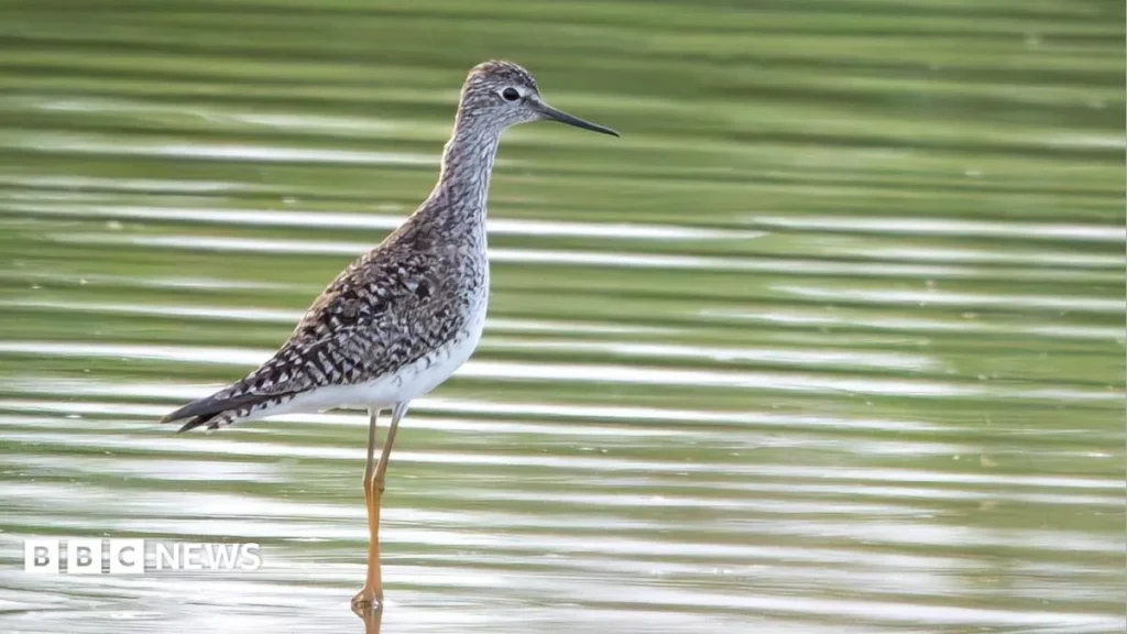 Uncommon Lesser Yellowlegs Sighting Marks First for Jersey