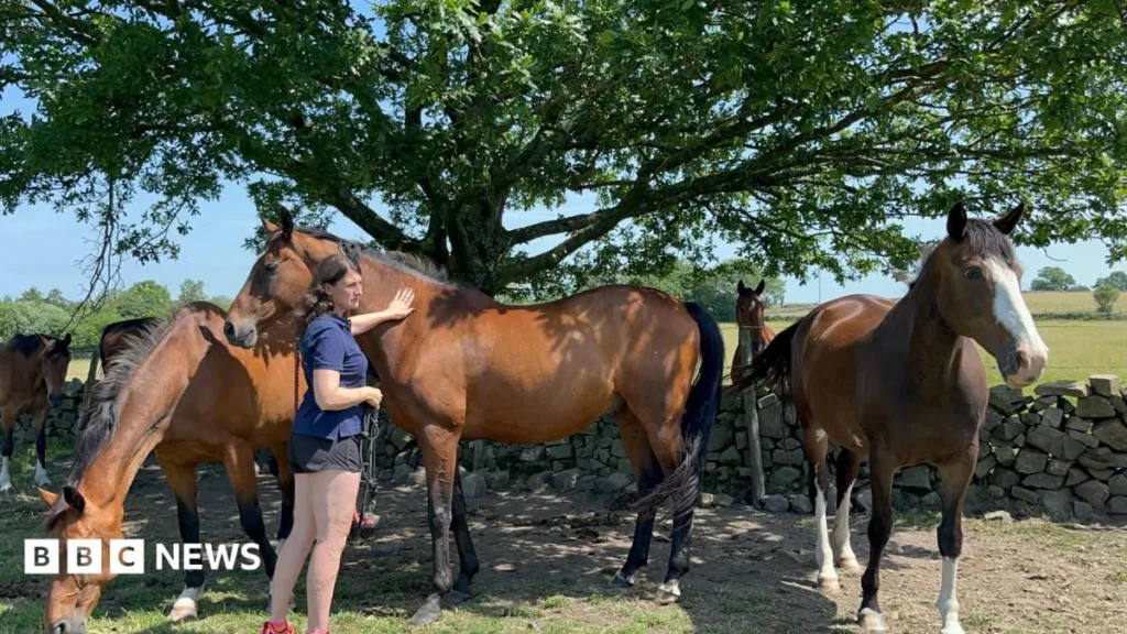 Horse Livery Demand Surges Amid Proprietor Monetary Pressure Horse Livery Demand Surges Amid Proprietor Monetary Pressure