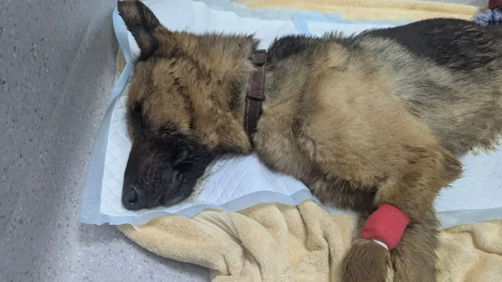 Canine Rescued from ‘Worst Ever’ Cesspit House; Proprietor Banned for Life