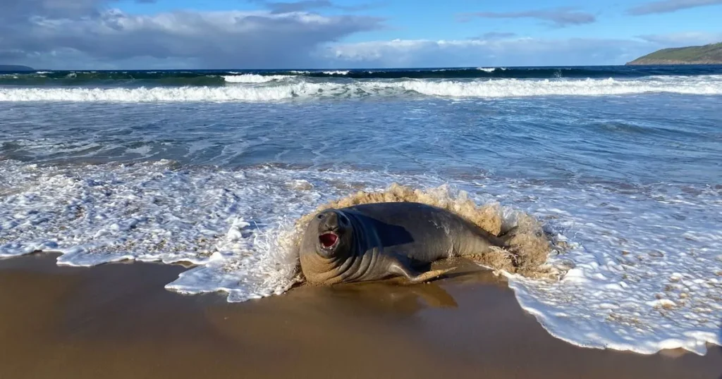 Neal the Seal Returns to the Ocean After Viral Stint