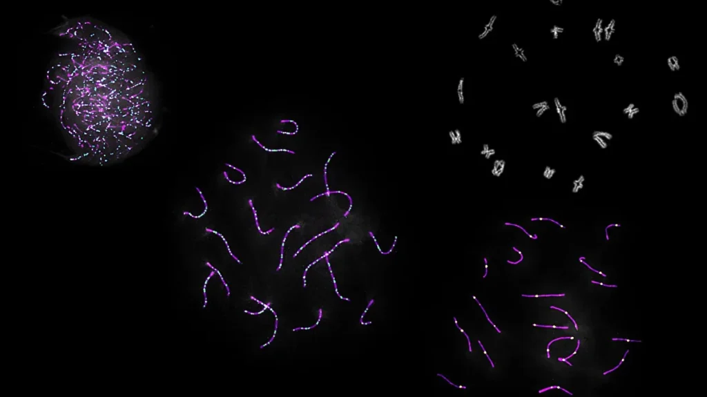 Mouse Genetic Crossovers Problem Lengthy-Held Chromosome Mannequin Mouse Genetic Crossovers Problem Lengthy-Held Chromosome Mannequin