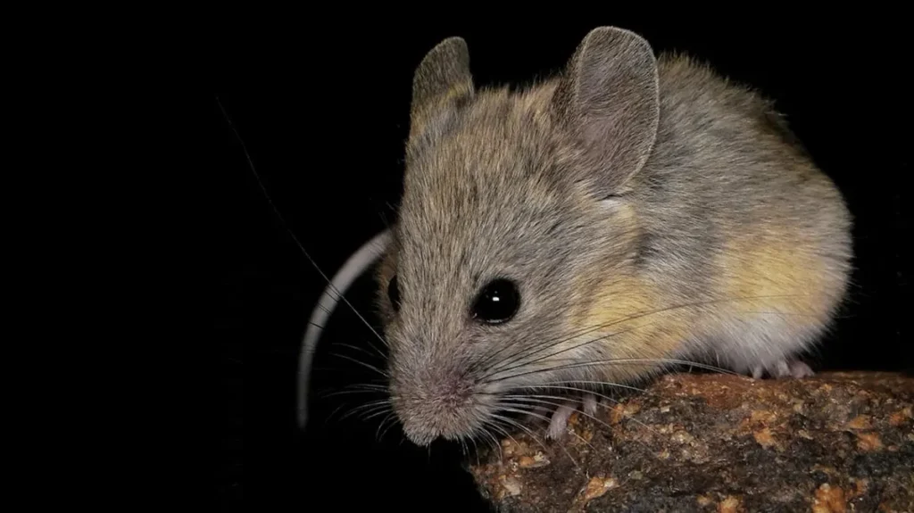 Tiny Mouse Thrives at Excessive Altitudes: A Organic Marvel Tiny Mouse Thrives at Excessive Altitudes: A Organic Marvel