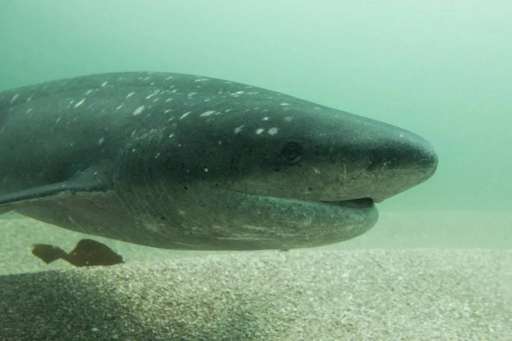 Shark Assault Injures Diver Off Tasmania’s Journey Bay Shark Assault Injures Diver Off Tasmania’s Journey Bay