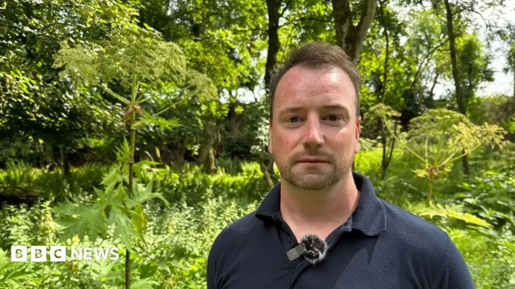 Battling Big Hogweed: A Main Menace in County Tyrone
