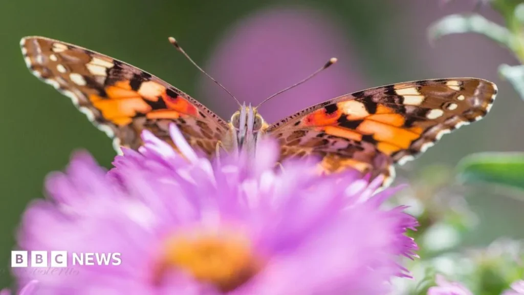 Kent Backyard Turns into Thriving Micro-Reserve for UK Butterflies