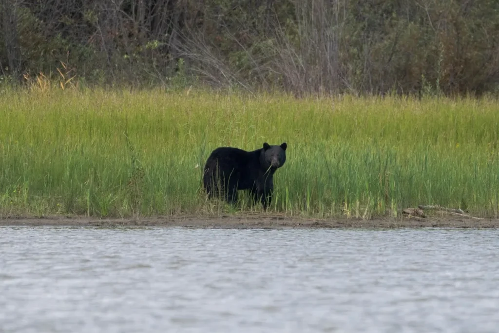 Bear Shot by RCMP Confirmed to Have Mauled Youngster in Maple Ridge Bear Shot by RCMP Confirmed to Have Mauled Youngster in Maple Ridge