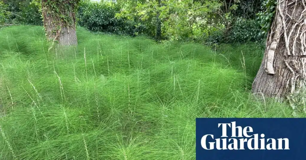 Area Horsetail: The Resilient Plant Thriving in Drought