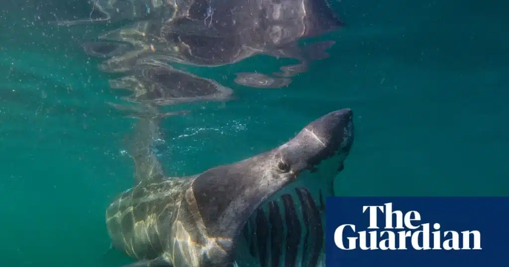 Basking Sharks Return: A Booming Inhabitants Sights Off Isle of Man