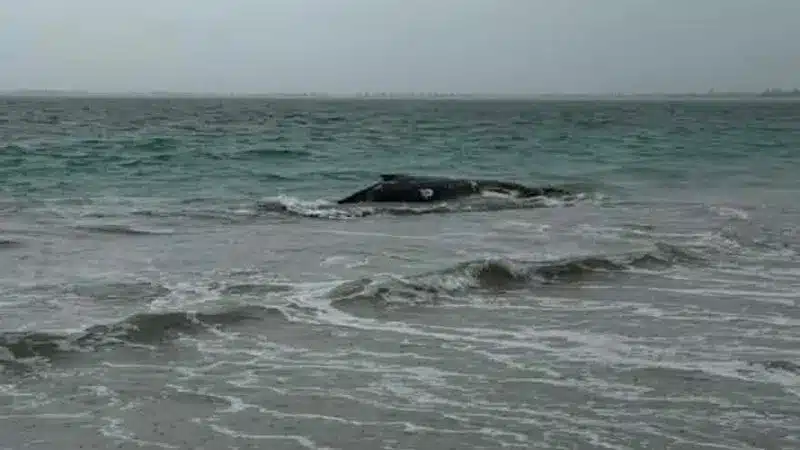 Humpback Whale Rescue Underway Off Port Kennedy Coast Humpback Whale Rescue Underway Off Port Kennedy Coast
