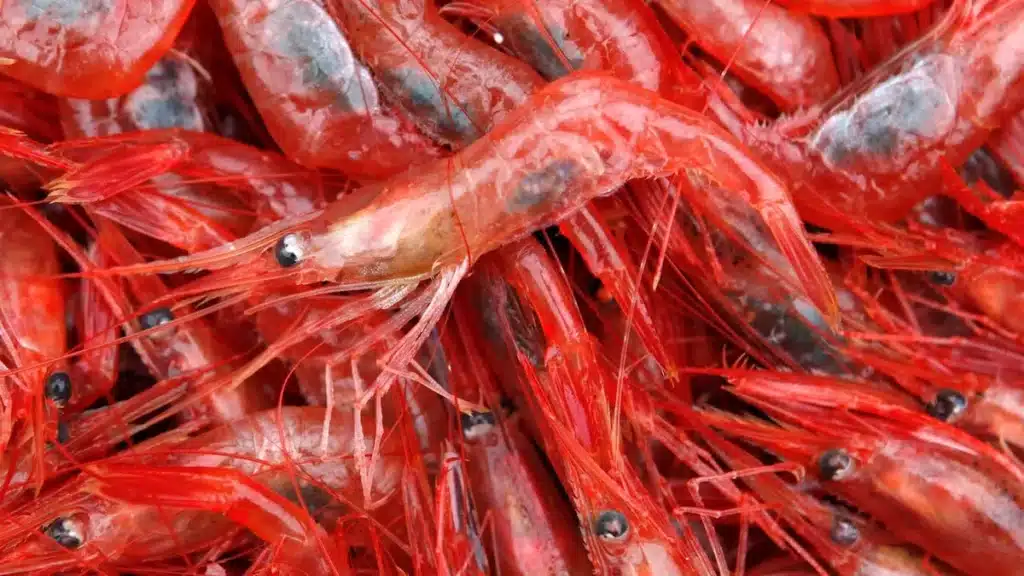 Canada Lifts Tariffs on Seafood and Fish Merchandise