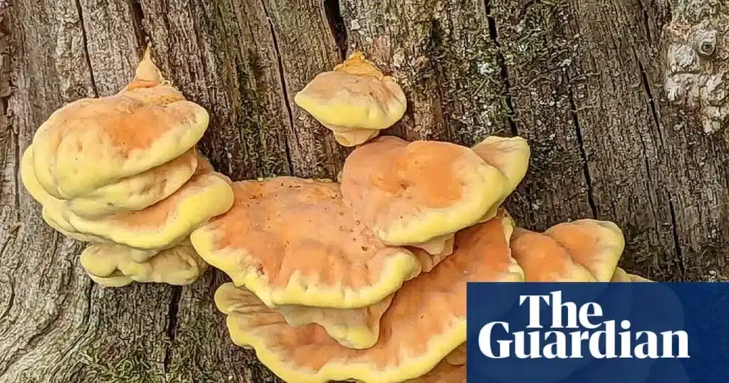 Rooster of the Woods Fungus Thrives Amid Drought