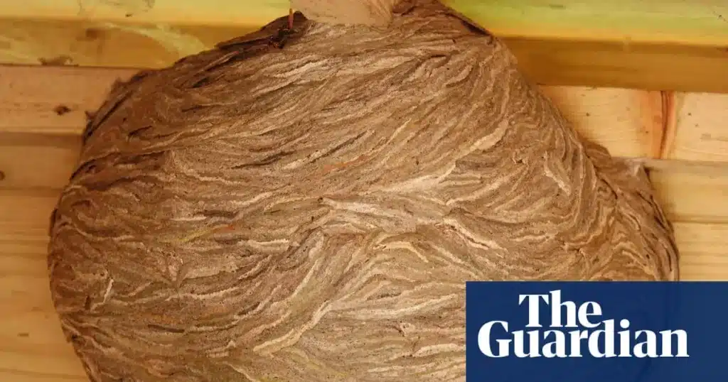 Wasps’ Nest: A Shed Turns into a Canvas for Nature’s Architects