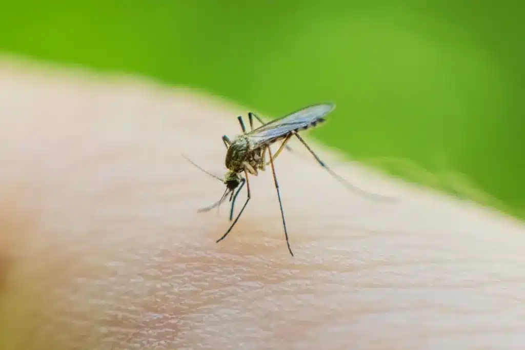 Zika Mosquitoes Discovered Breeding in UK for First Time