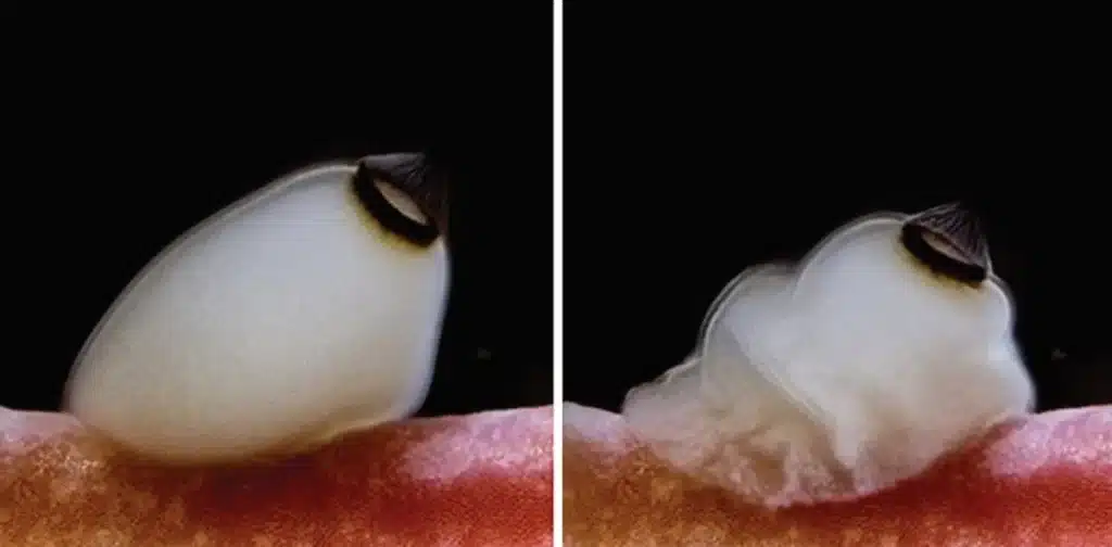 Sea Sponges Use Sundown to Put together for Metamorphosis