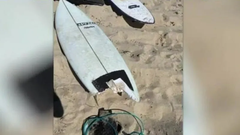 Shark Assault Survivor Recovers; Authorities Acquire Proof Shark Assault Survivor Recovers; Authorities Acquire Proof