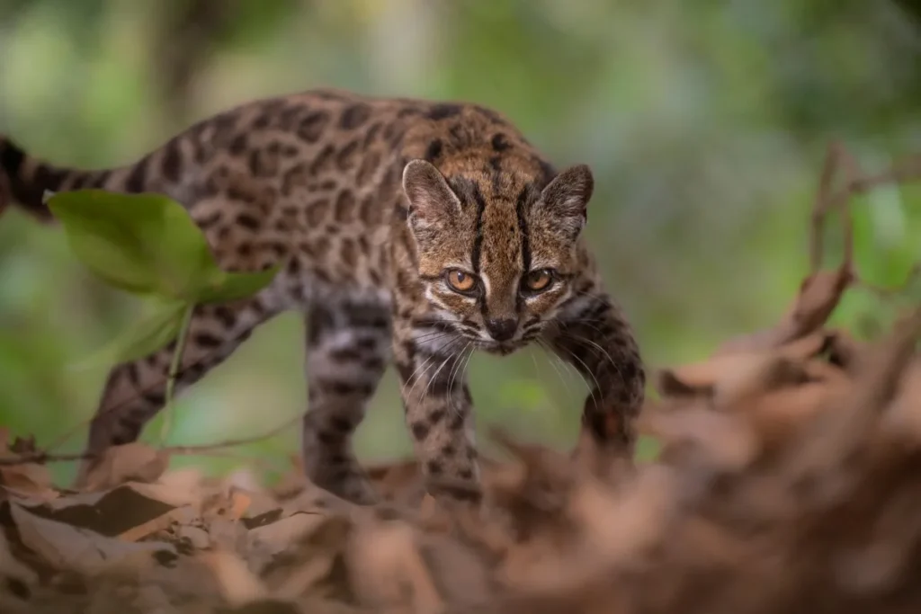 New Wild Cat Species Found: The Bolivian Tilcayo