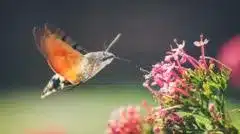 Hummingbird Hawk Moths and Different Migratory Bugs Thrive in UK Heatwaves Hummingbird Hawk Moths and Different Migratory Bugs Thrive in UK Heatwaves